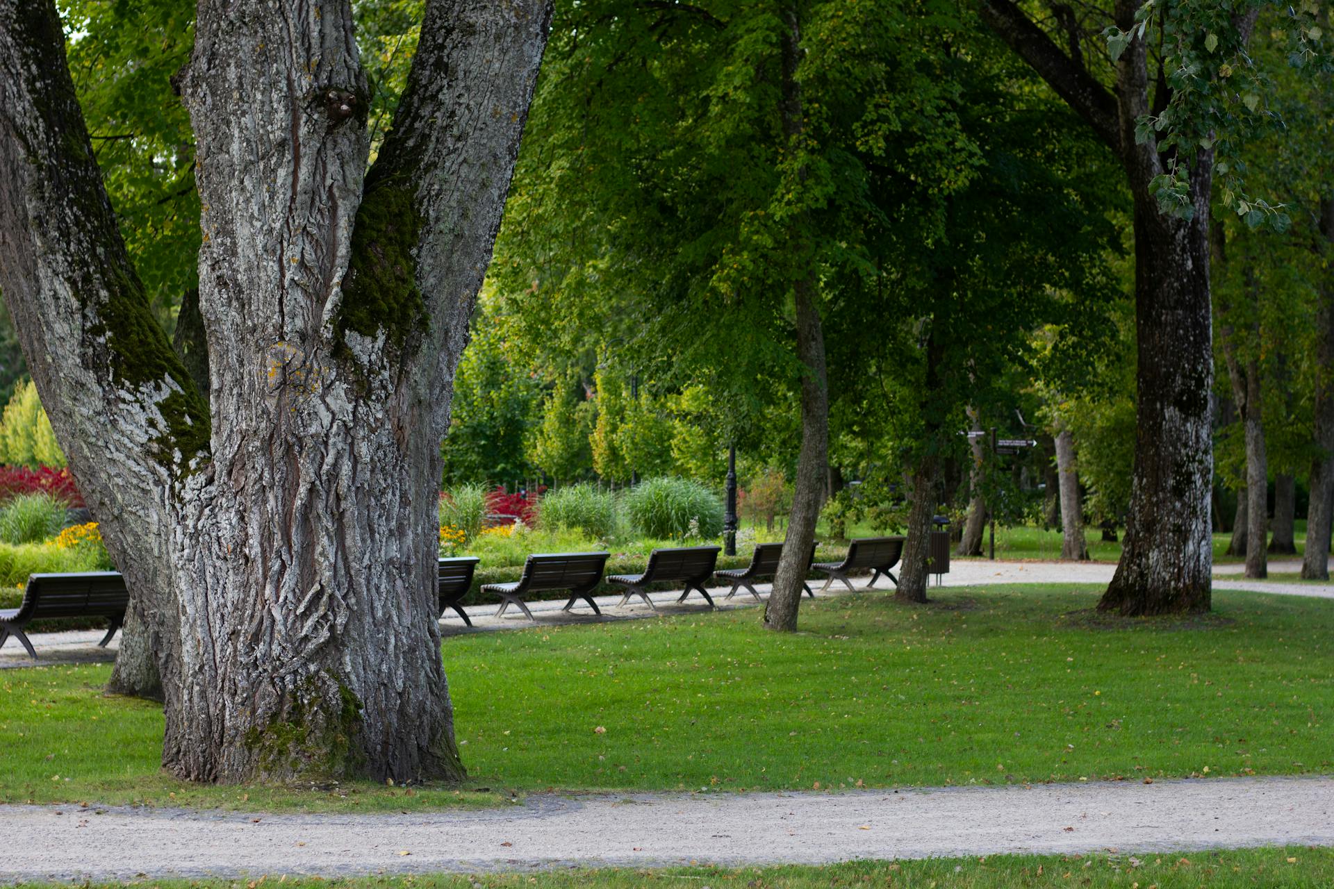 Parkskötsel